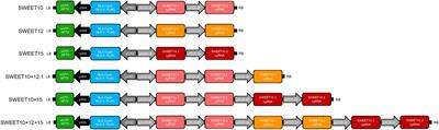 Optimization of in planta methodology for genome editing and transformation in Citrus